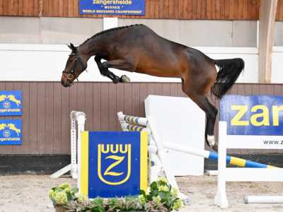 BALOU`S SATINE VH POELEIND Z